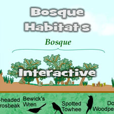 Bosque Habitats